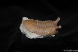 Stunning D Asaphus Intermedius Trilobite #462-3